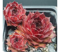 Sempervivum ALDO MORO