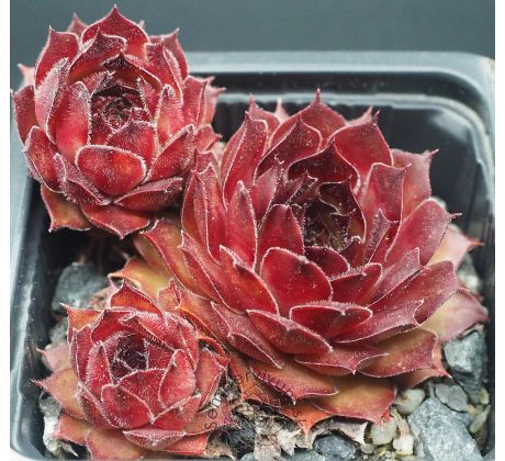 Sempervivum ALDO MORO