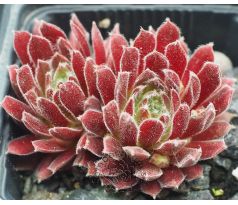 Sempervivum APHRODITE