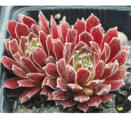 Sempervivum APHRODITE