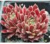Sempervivum APHRODITE