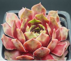 Sempervivum LÖWENHERZ