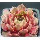 Sempervivum LÖWENHERZ