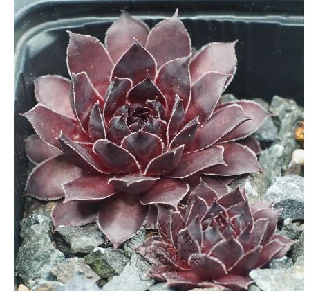 Sempervivum BURNT EMBERS