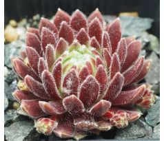 Sempervivum KING GEORGE