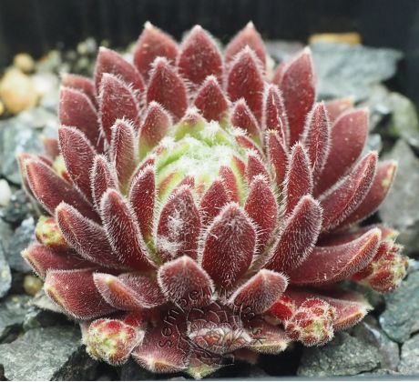 Sempervivum KING GEORGE