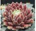 Sempervivum KING GEORGE