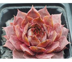 Sempervivum KRATER
