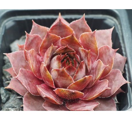 Sempervivum KRATER
