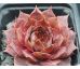 Sempervivum KRATER