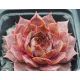 Sempervivum KRATER