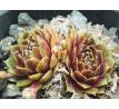 Sempervivum JUBILEE