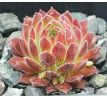 Sempervivum LIPSTICK