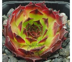 Sempervivum LORETTA