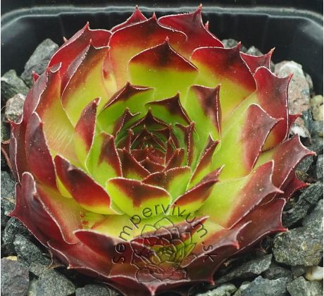 Sempervivum LORETTA