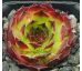 Sempervivum LORETTA