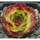 Sempervivum LORETTA