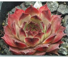 Sempervivum KOHALA 2