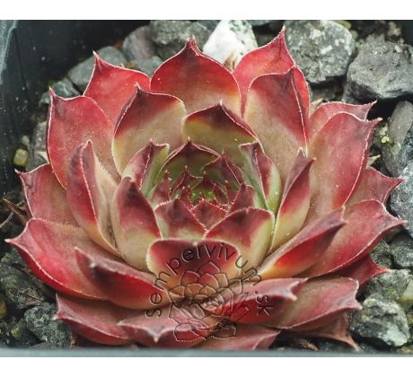 Sempervivum KOHALA 2