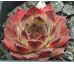 Sempervivum KOHALA 2