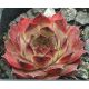 Sempervivum KOHALA 2