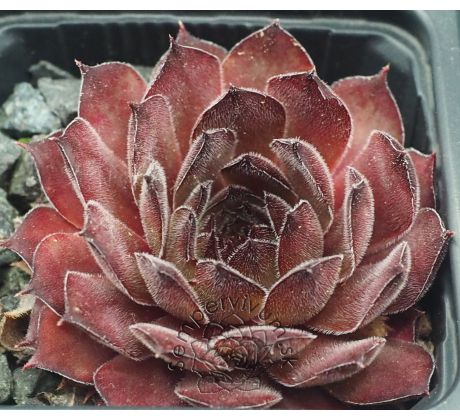 Sempervivum MARS