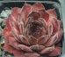 Sempervivum MARS