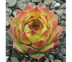 Sempervivum KIMBA