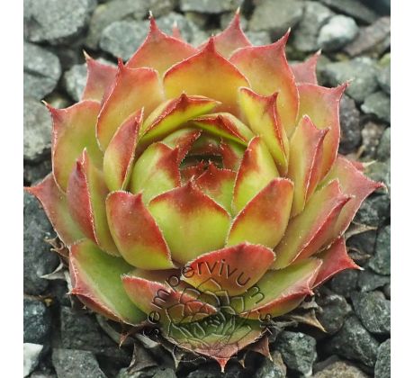 Sempervivum KIMBA