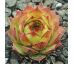 Sempervivum KIMBA