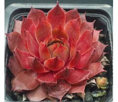 Sempervivum MARMALADE