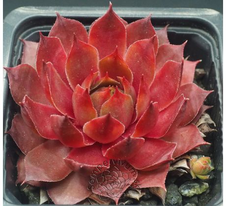Sempervivum MARMALADE