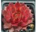 Sempervivum MARMALADE