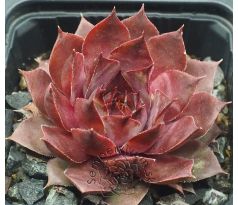 Sempervivum MARELLA