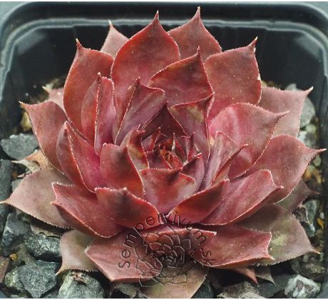 Sempervivum MARELLA