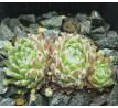 Sempervivum KOSMODIO