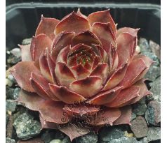 Sempervivum LEDNICE PINK