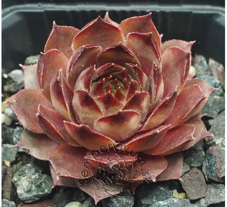 Sempervivum LEDNICE PINK