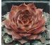 Sempervivum LEDNICE PINK