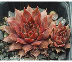 Sempervivum KIKI