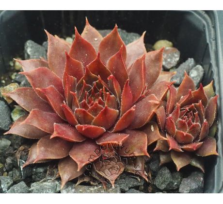 Sempervivum KIKI