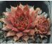 Sempervivum KIKI