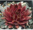 Sempervivum LEE