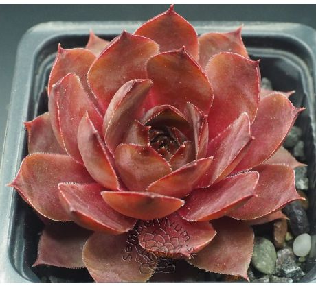 Sempervivum MARSALA