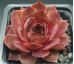 Sempervivum MARSALA