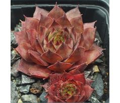 Sempervivum KOHALA