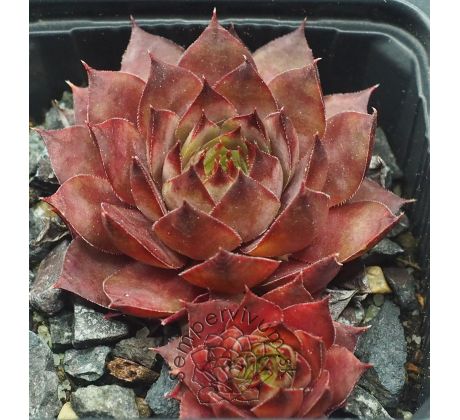 Sempervivum KOHALA