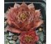 Sempervivum KOHALA
