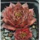 Sempervivum KOHALA