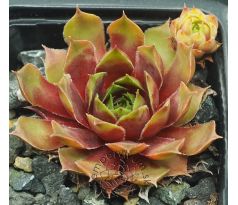 Sempervivum MAJONO
